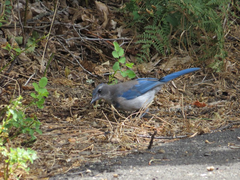 (16) Scrub Jay.JPG